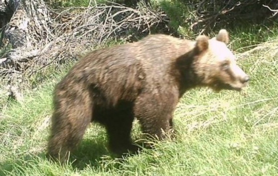 Orso in Cadore